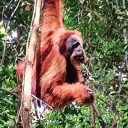 On The Rocks Bungalows, Restaurant And Jungle Trekking Tours บูกิตลาวัง ภายนอก รูปภาพ