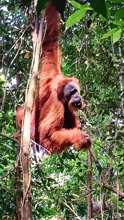 On The Rocks Bungalows, Restaurant And Jungle Trekking Tours บูกิตลาวัง ภายนอก รูปภาพ