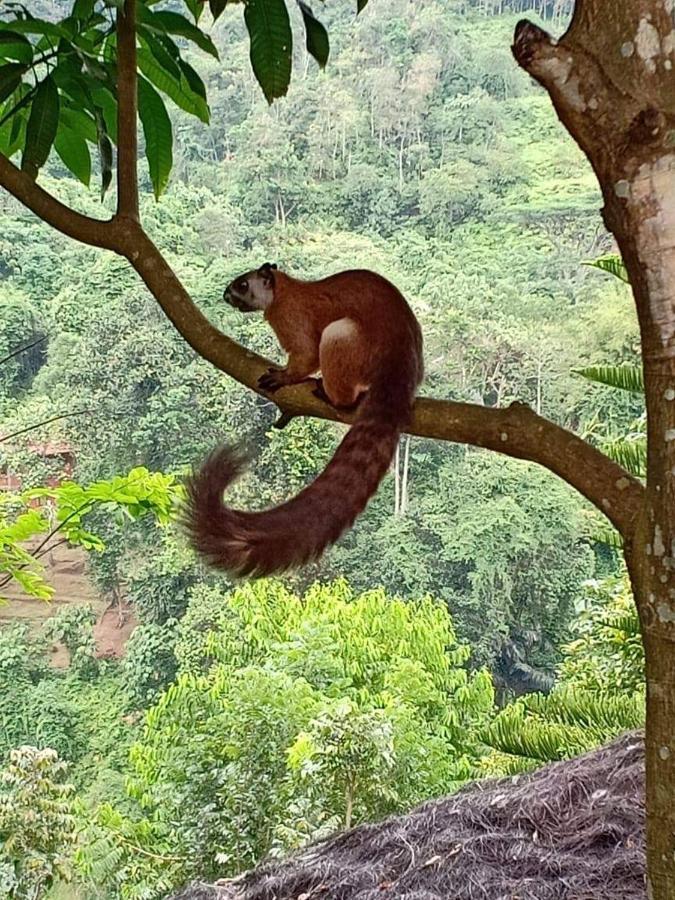 On The Rocks Bungalows, Restaurant And Jungle Trekking Tours บูกิตลาวัง ภายนอก รูปภาพ