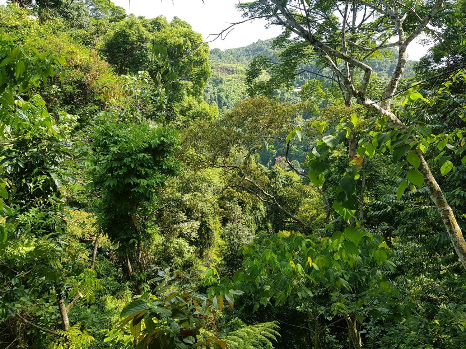 On The Rocks Bungalows, Restaurant And Jungle Trekking Tours บูกิตลาวัง ภายนอก รูปภาพ