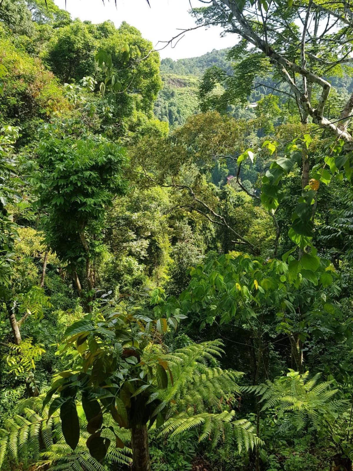 On The Rocks Bungalows, Restaurant And Jungle Trekking Tours บูกิตลาวัง ภายนอก รูปภาพ